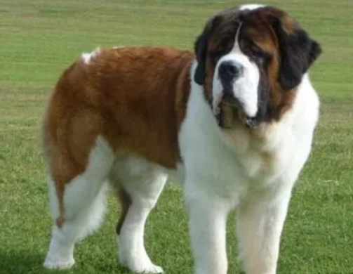 圣伯纳犬不能吃什么东西?平时注意到了吗? 圣伯纳犬不能吃什么东西?平时注意到了吗?