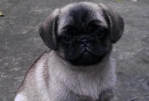 巴哥犬适合上班族养吗？这种狗怎么样？