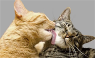 猫咪为什么会放弃舔小猫的毛