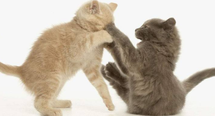 猫咪莫名打架咬人的原因是 猫咪莫名打架咬人的原因是