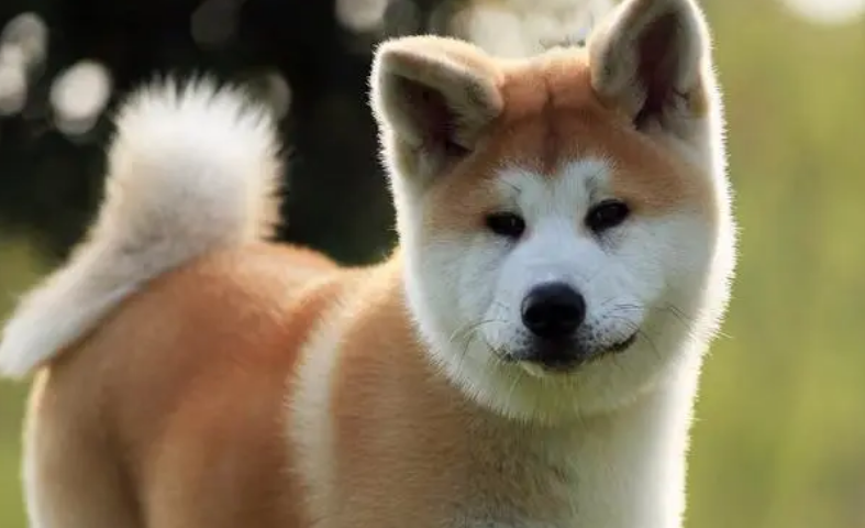 秋田犬发情时期的表现？从哪些行为看出？