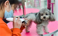 宠物美容师证有用吗