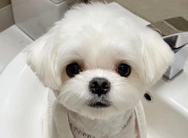 萌宠小知识:马尔济斯犬几岁剪毛? 萌宠小知识:马尔济斯犬几岁剪毛?