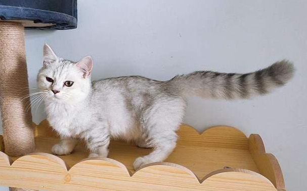 返祖的猫聪明吗