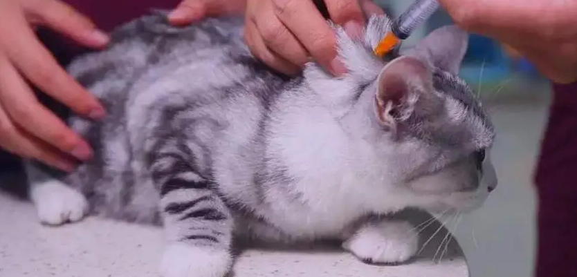 养了七八年的猫没打过疫苗