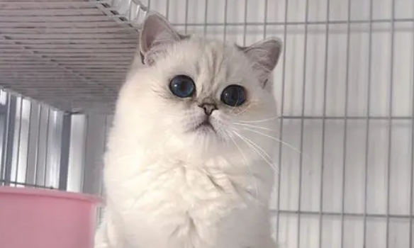正规的买猫平台