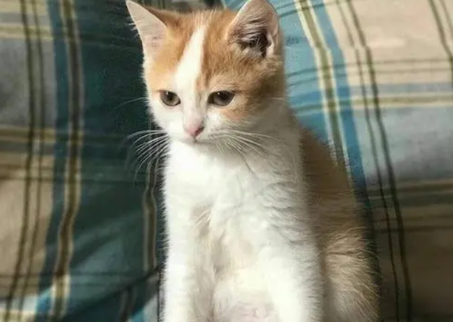 猫舍有田园猫吗