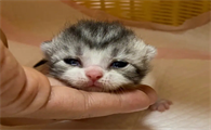 小猫睁眼越早越强壮吗