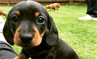 今日分享：腊肠犬养多久才听话