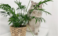 养猫可以养龟背叶吗