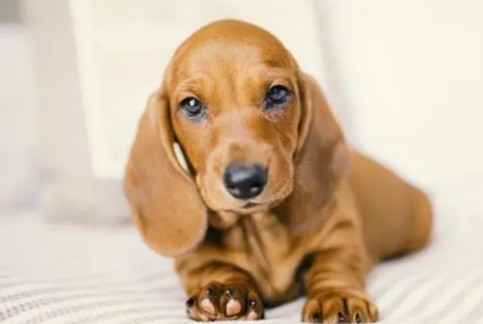 腊肠犬咬人吗?来这里了解下吧 腊肠犬咬人吗?来这里了解下吧