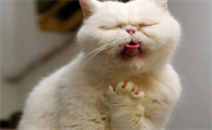 猫咪老是一抽一抽的干呕