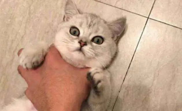 打一次猫多久会原谅你