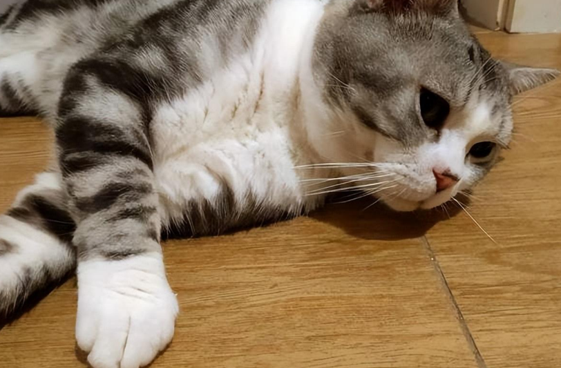 猫咪踩奶为什么把指甲伸出来