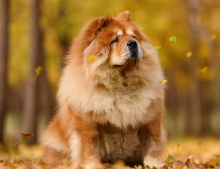 松狮犬怎么训练出门跟随？看这篇文章