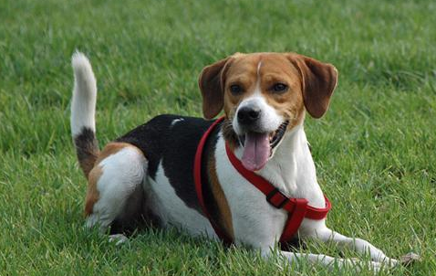 英国猎狐犬怎么养？这篇文章告诉你