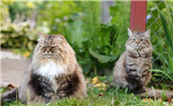 猫咪麻醉前为什么要断食