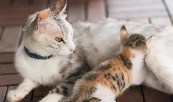 为什么大猫会把小猫吃掉