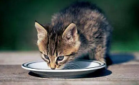 猫变的爱喝水了是怎么回事