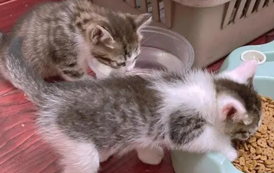 猫咪不想养了怎么找领养 猫咪不想养了怎么找领养