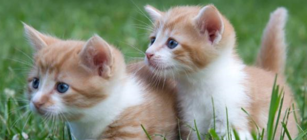 小猫很懒是正常的吗
