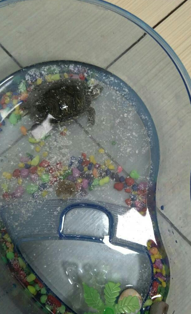 乌龟临死前的征兆 乌龟临死前的征兆