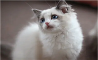 宠物猫寄养多少钱