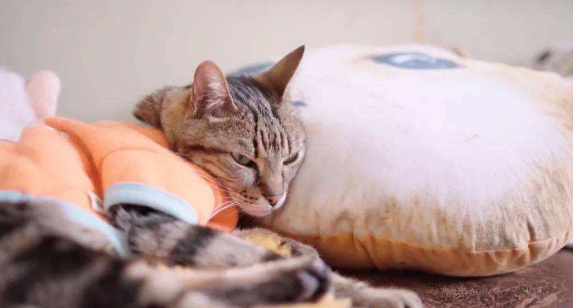 猫咪突然咬枕头为什么呢 猫咪突然咬枕头为什么呢