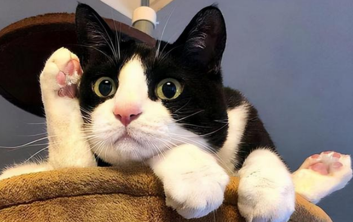 奶牛猫辟邪还是招邪