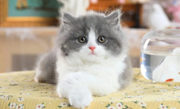 蓝白猫为什么比蓝猫贵？速速来了解！
