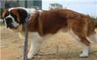 圣伯纳犬好养吗？这篇文章给你答案