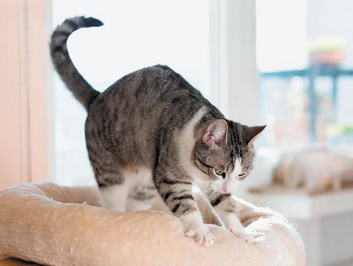 不能打断猫咪踩奶的原因