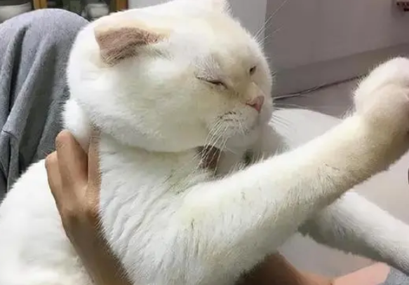 猫咪非常黏人是什么原因