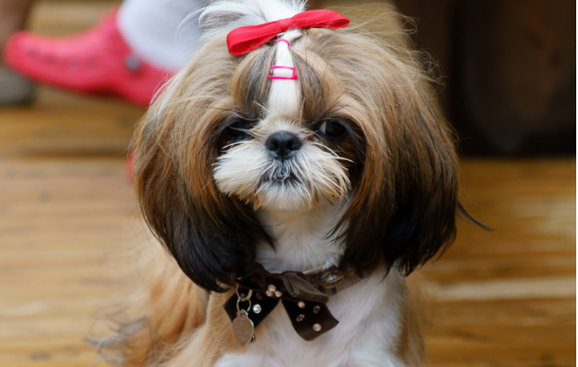 你知不知道，西施犬怎么喂养？