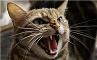怎样惹怒一只猫