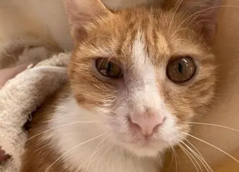 有的猫咪会流鼻血是为什么