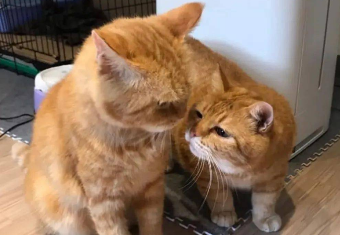 养两只猫建议一公一母吗