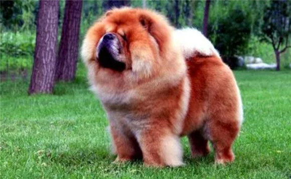 松狮犬每天要喂多少水?快收藏学习吧 松狮犬每天要喂多少水?快收藏学习吧