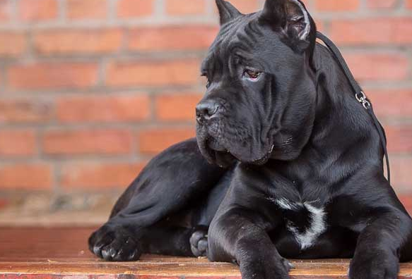 卡斯罗犬咬人吗?看完,你就知道了