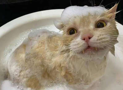 猫咪为什么能洗澡啊