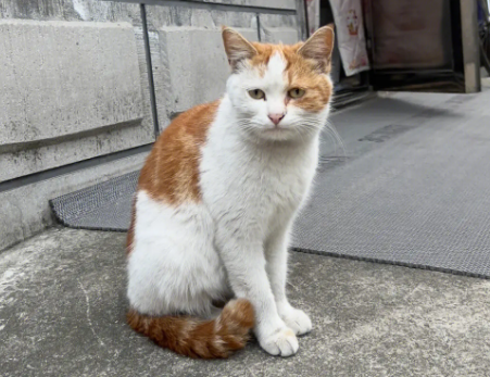流浪猫渴望被收养的表现