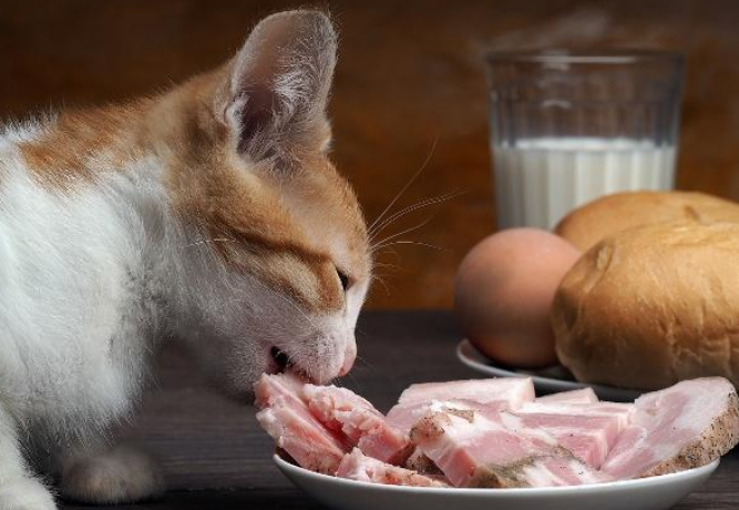 猫咪为什么喜欢吃骨头
