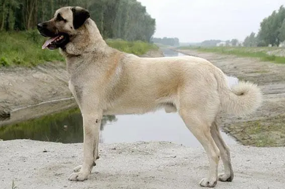 安纳托利亚牧羊犬狗瘟能治好吗？饲主们都看看吧