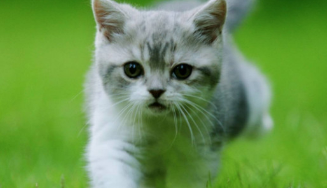 土猫放生了自己能活吗