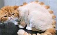 猫咪为什么要剃毛呢