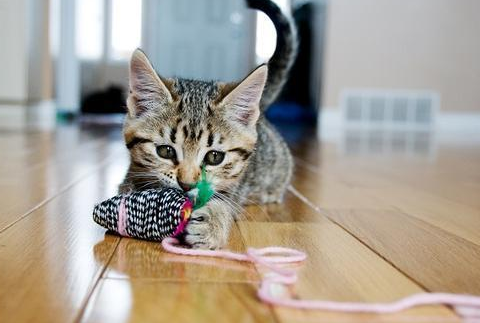 猫咪青春期该怎么办 猫咪青春期该怎么办