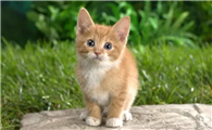 猫咪为什么声音好听一点