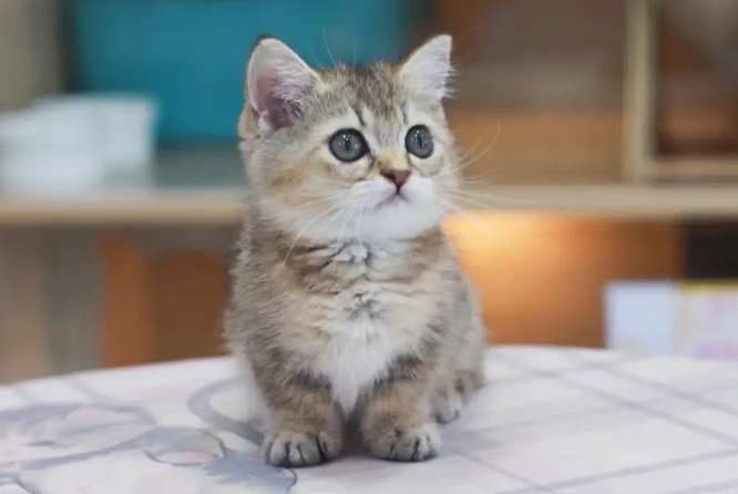 怎么确定曼基康猫是否怀孕？速来了解~
