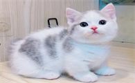 矮脚猫多少钱一只幼崽啊