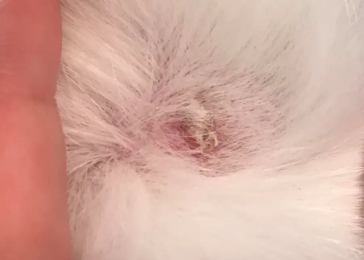 狼毒喷剂能治猫癣吗 狼毒喷剂能治猫癣吗